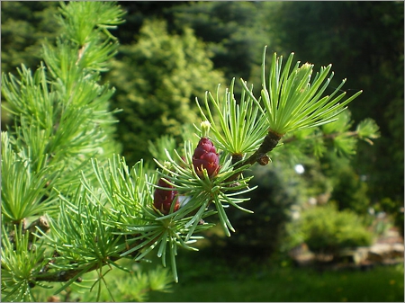 Класс «Хвойные» относится к отделу «Голосеменных» (Pinophyta, или Gymnospermae)